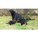 ROTTWEILER FILHOTES A VENDA