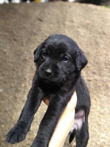 Labrador
