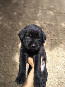 Labrador