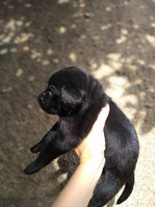 Labrador