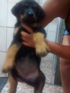 Filhotes de Rottweiler Porte europeu cabea de touro
