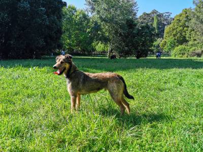 Cão Perdido no Parque da Cidade