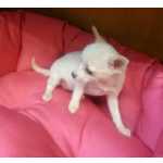 Filhotes de cachorro chihuahua