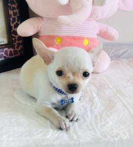 Chihuahua pelo curto micro