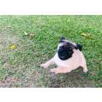 lindos filhotes de Pugs