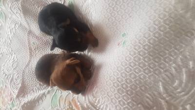 Chihuahua
