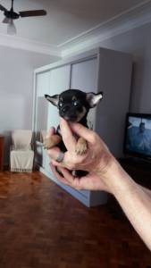 Chihuahua Macho