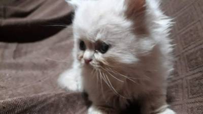 Gatinhos persa brancos baratos
