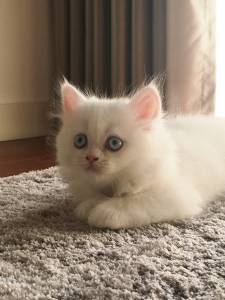 Gatinho Persa Puro - branco de olhos azuis