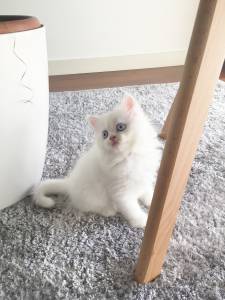 Gatinho Persa Puro - branco de olhos azuis