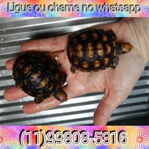 Mini tartaruga de terra- jabuti