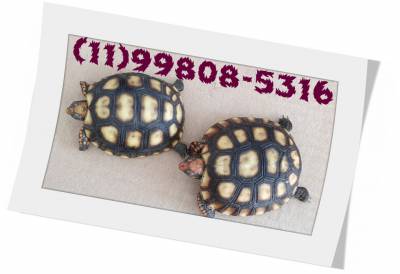 Filhote de tartaruga - lindos-dceis e saudveis