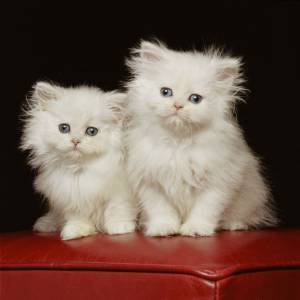 bebês gatinhos persas