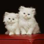 beb�s gatinhos persas