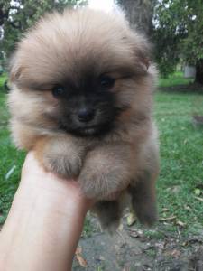 Spitz Alemo Anao Lulu da pomerania