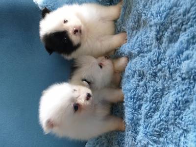 Spitz Alemo Anao Lulu da pomerania