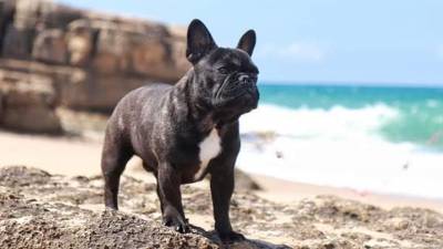 Bulldog Francs com LOP