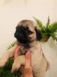 Venda de bebs de pugs