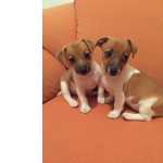 Cachorros