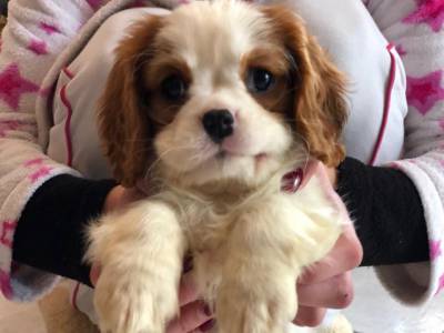 Cachorros Cavalier King Charles Spaniel Para Venda