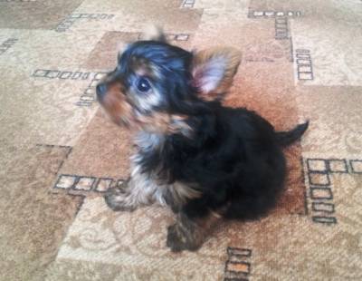Filhotes de Yorkshire Terrier disponveis