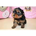 YORKSHIRE TERRIER