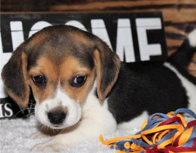 Excelente Beagle