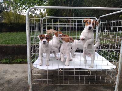 Jack Russel