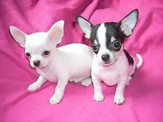 Chihuahua Miniatura Cachorros