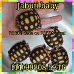 Jabuti baby - bronquite - animal sem plo