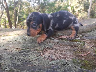 Dachshund pelo curto filhotes anes e miniaturas disponveis