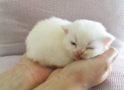 Gatinho persa branco