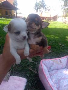 Filhotes de Chihuahua Disponíveis RJ