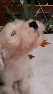 BOBTAIL Antigo Co de  Pastor Ingls