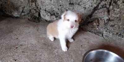 BORDER COLLIE - nascidos em AGOSTO