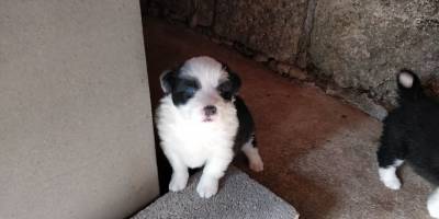 BORDER COLLIE - nascidos em AGOSTO