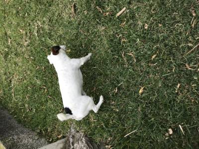 Jack russel terrier macho
