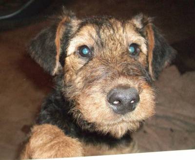 Airedale -Terrier filhotes