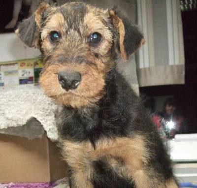 Airedale -Terrier filhotes