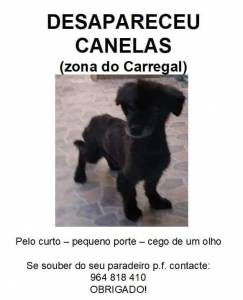 Cão perdido em Canelas Vila Nova de Gaia