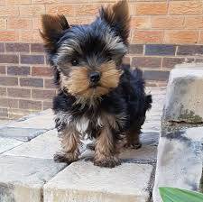 Yorkshire Terrier Mini