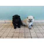 Cachorrinhos Spitz