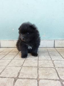 Cachorrinhos Spitz