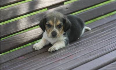 Cachorros beagle