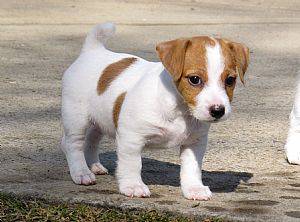 Jack Russel Terrier Ninhada
