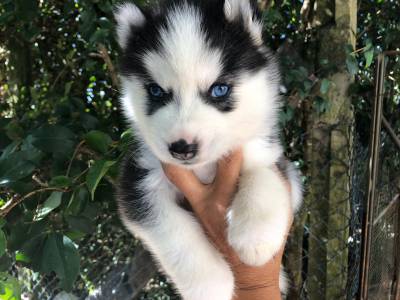 Filhote de Husky Siberiano - Pronta entrega com pedigree e garantia