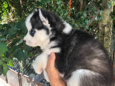 Filhote de Husky Siberiano - Pronta entrega com pedigree e garantia