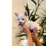 Filhote de Chihuahua pelo curto - Pronta entrega com pedigree e garantia