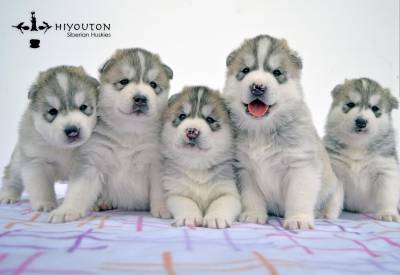 Cachorros disponveis em Hiyouton Siberians