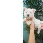 West highland white terrier - pronta entrega com pedigree e garantia